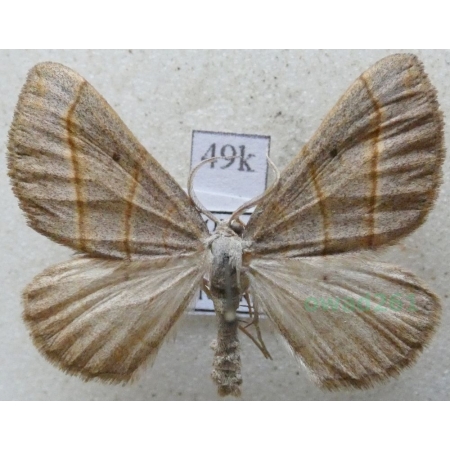 Scotopteryx luridata (Hufnagel, 1767) Pomiernik siniec Slovakia49k